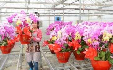 疫情风险之下大多花卉会选择停业