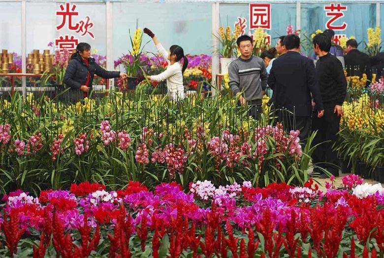 疫情过后 不再进行单一花卉的生产