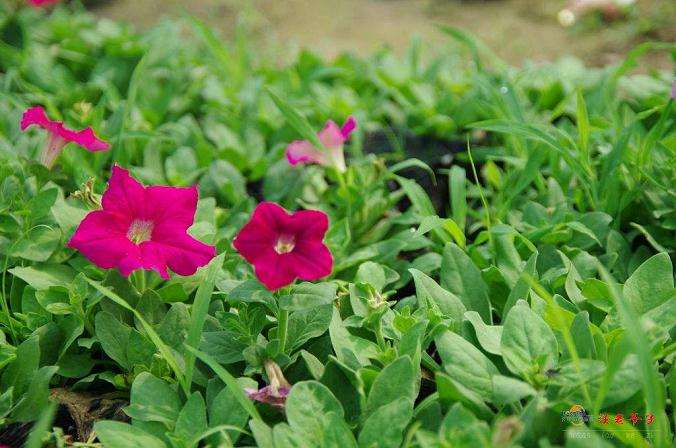 我们花卉销售主要采取了4个措施