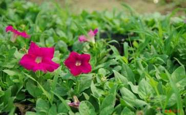 疫情期间 我们花卉销售主要采取了4个措施