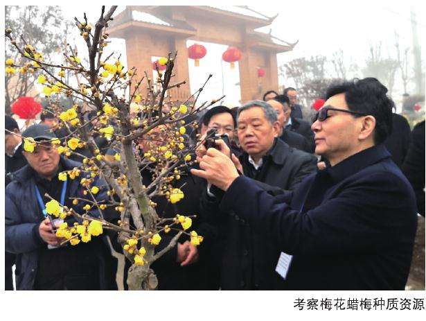 2020年梅花展会推进蜡梅科普工作