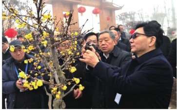 2020年梅花展会推进蜡梅科普工作