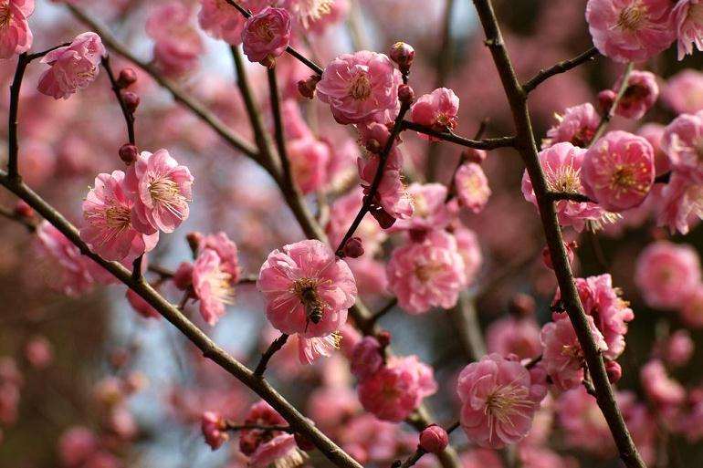 2019年怎么积极推进梅花产业融合升级