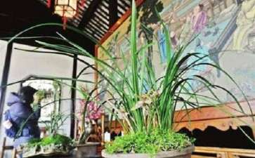 2020年 韶关翁源兰花主题设计大赛征集