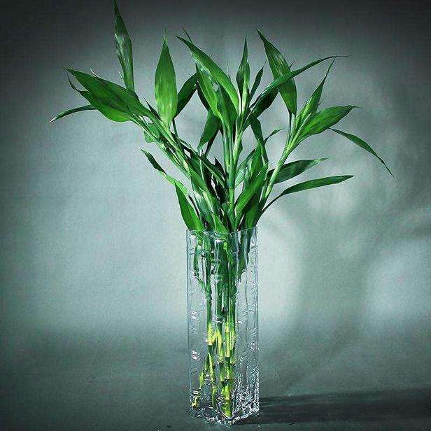 海口富贵竹通过电商平台每天销售40万支