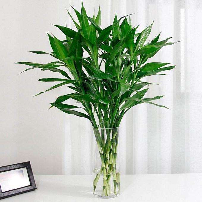 海口富贵竹通过电商平台每天销售40万支