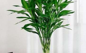 海口富贵竹通过电商平台每天销售40万支