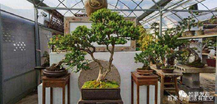 2019年80盆如皋精品盆景亮相家具展