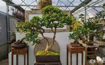 2019年80盆如皋精品盆景亮相家具展