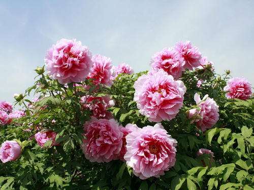 关于编写2018中国花卉产业发展报告的通知