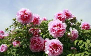 关于编写2018中国花卉产业发展报告的通知