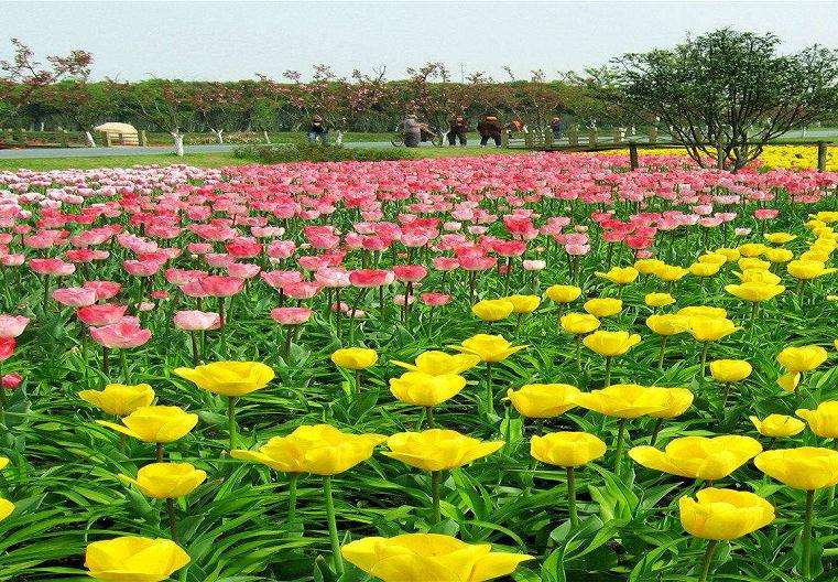 第21届中国国际花卉园艺展览会