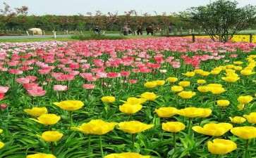 2020年 第21届中国国际花卉园艺展览会