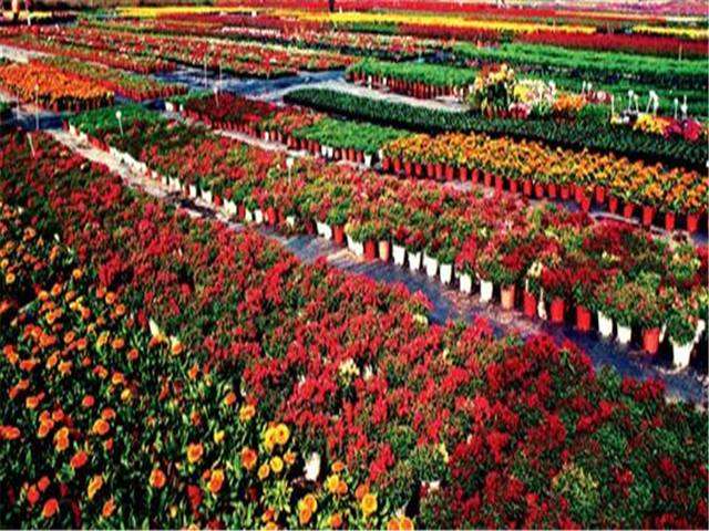 2020年 台北花卉市场盆花
