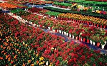 2020年 台北花卉市场盆花 切花行情