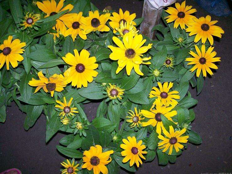 2020年花卉因年节关系量价上涨