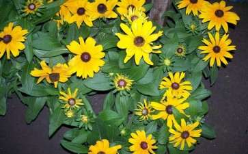 2020年花卉因年节关系量价上涨