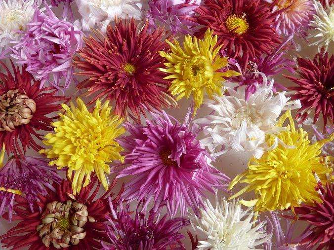 四成花卉企业亏损巨大经营停顿