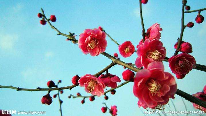 四成花卉企业亏损巨大经营停顿