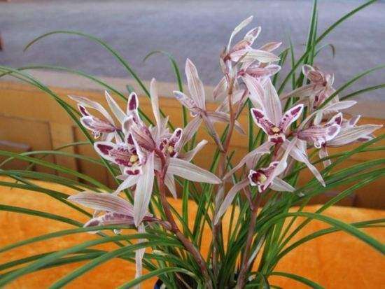 盼望花卉行业恢复政策及租金减免