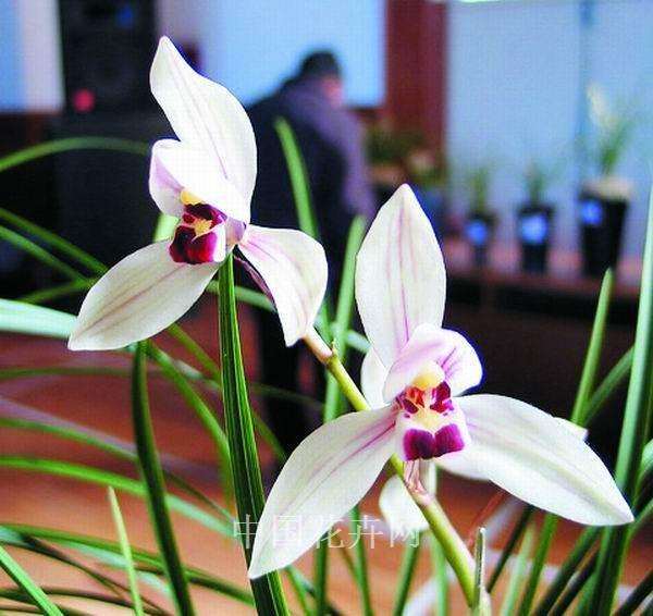 盼望花卉行业恢复政策及租金减免