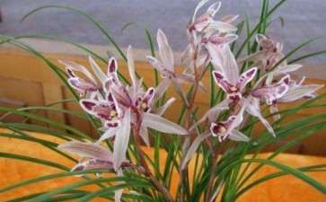 盼望花卉行业恢复政策及租金减免