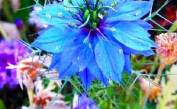 关于新冠疫情与花卉行业在线调查