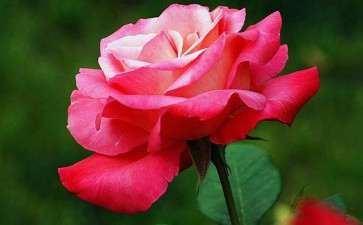 2019年 筹办月季竞赛和月季洲际大会