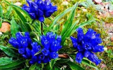 2019年7月 花卉扶贫开展月季培训