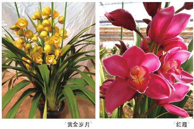 早春怎么防大花蕙兰的低温冻害