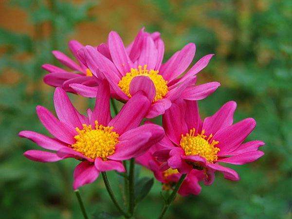 中国花卉协会2019年工作总结