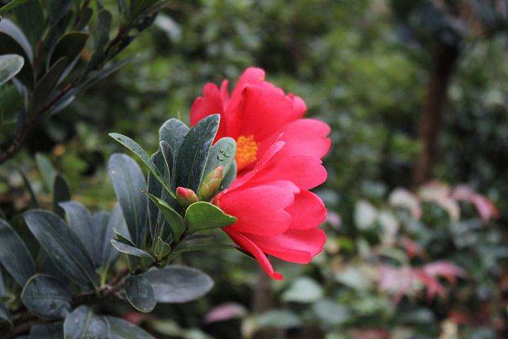 北京世界花卉会于2019年4月29日成功举办