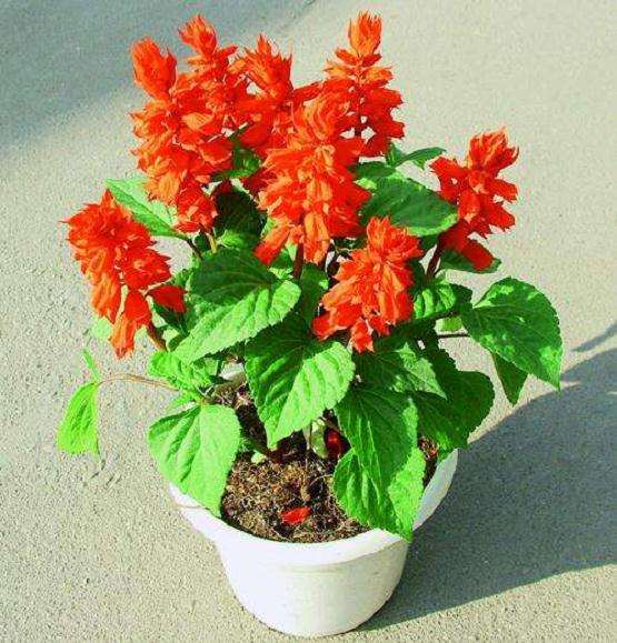 北京世界花卉会于2019年4月29日成功举办