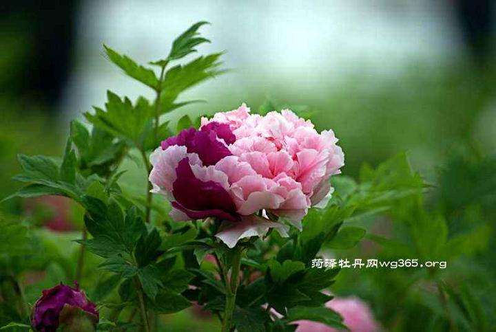 2019世界牡丹大会于4月12在菏泽举办