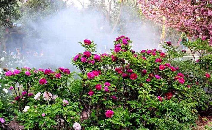 2019世界牡丹大会于4月12在菏泽举办