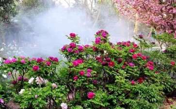 2019世界牡丹大会于4月12在菏泽举办