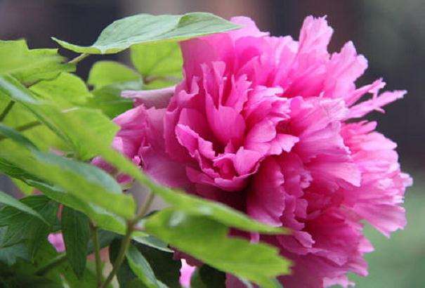 中国花卉协会分支机构开展活动管理办法