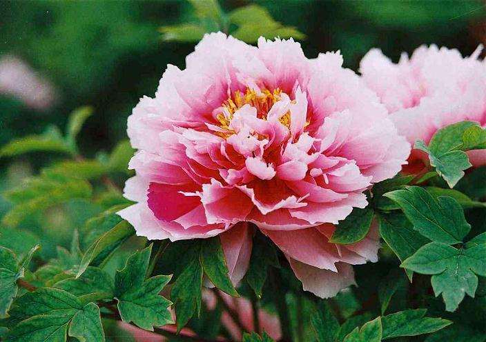 2021-2035年全国花卉产业发展规划