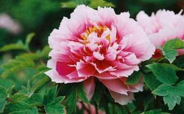 2021-2035年全国花卉产业发展规划