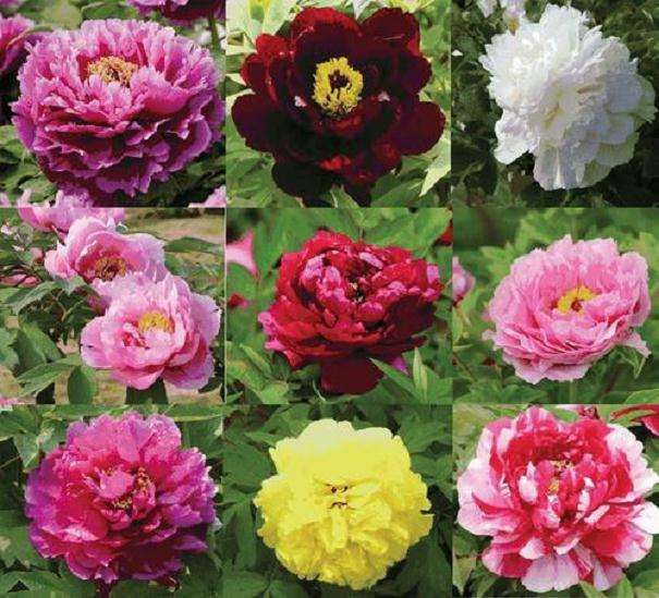 中国花卉协会与国家林业和草原局脱钩方案