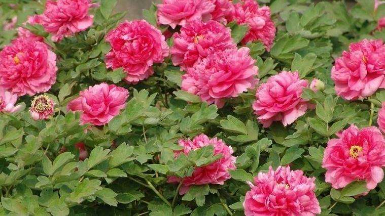 中国花卉协会与国家林业和草原局脱钩方案