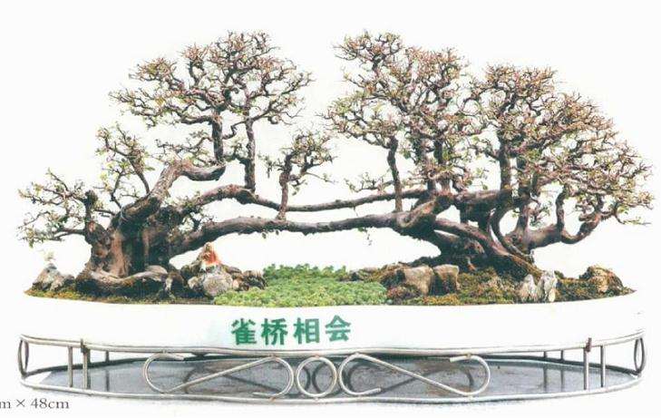 2020年广州迎春盆景展