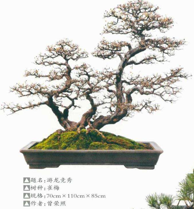 2020年广州迎春盆景展