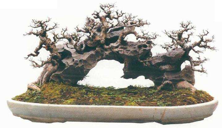 2020年广州迎春盆景展