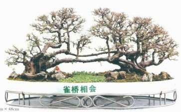 2020年广州迎春盆景展 图片