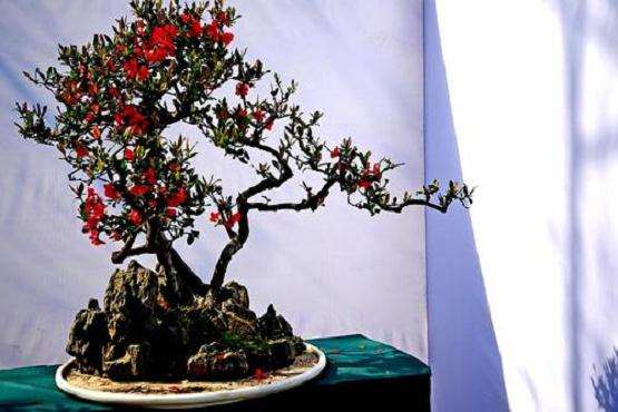 成都温江百花盆景艺术节