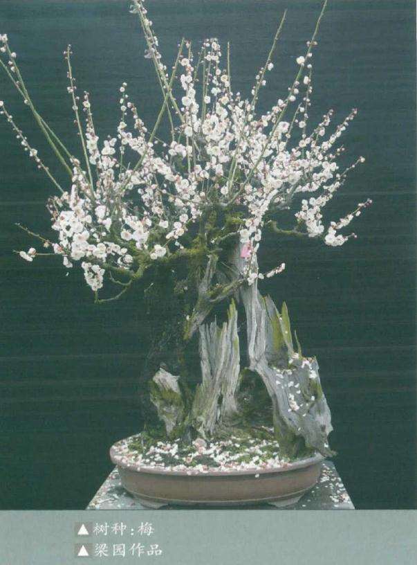 梅花盆景用苗怎么繁殖培养