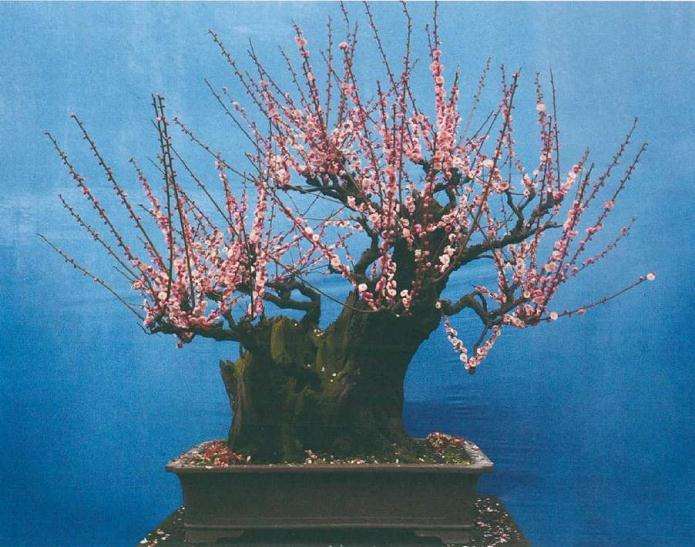 梅花盆景用苗怎么繁殖培养