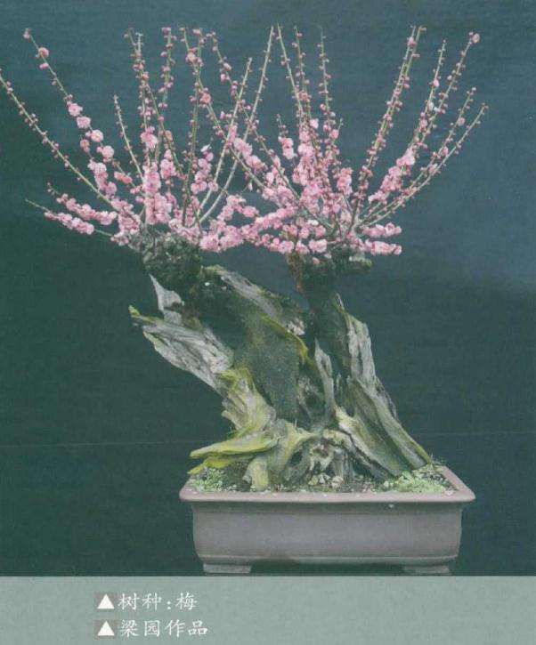 梅花盆景用苗怎么繁殖培养