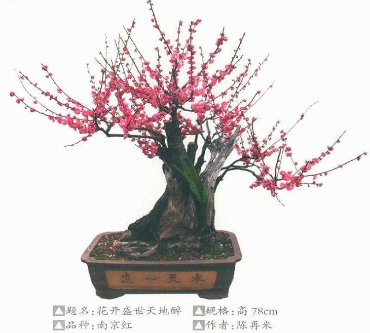 梅花盆景用苗怎么繁殖培养